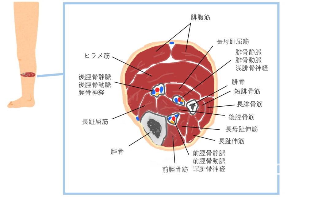 下腿解剖イラスト